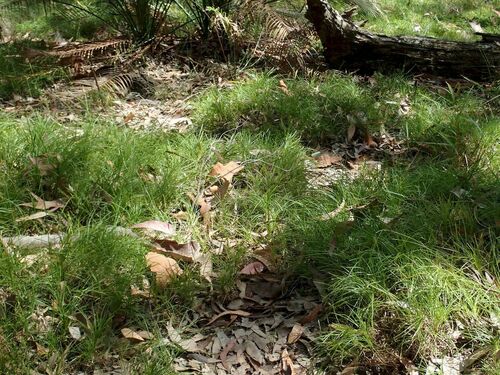 Lomandra confertifolia (clumped matrush) (alternate view 4)