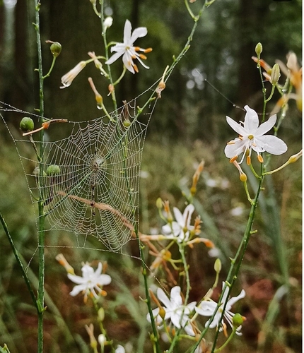 Anthericum ramosum (alternate view 9)