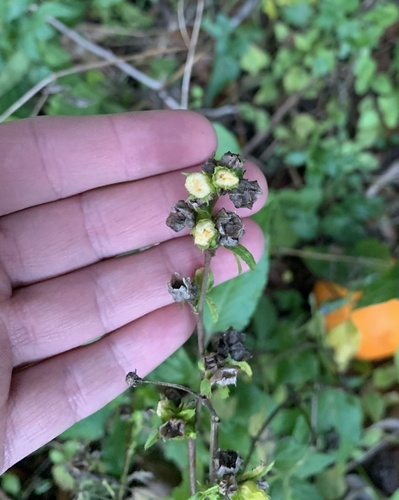 Sida ulmifolia (Common Fanpetals) (alternate view 8)