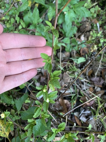 Sida ulmifolia (Common Fanpetals) (alternate view 7)