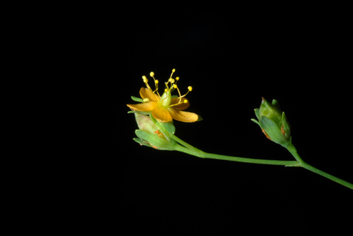 Hypericum mutilum (Dwarf St. John's Wort) (alternate view 5)