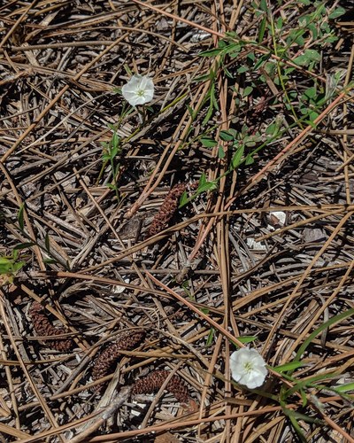 Evolvulus sericeus (silky evolvulus)