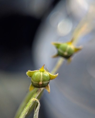 Evolvulus sericeus (silky evolvulus) (alternate view 2)