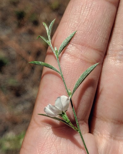 Evolvulus sericeus (silky evolvulus) (alternate view 3)