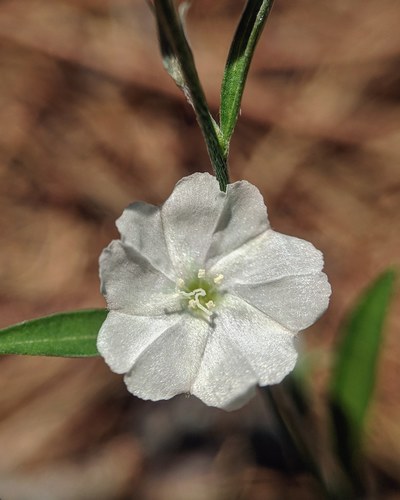 Evolvulus sericeus (silky evolvulus) (alternate view 4)