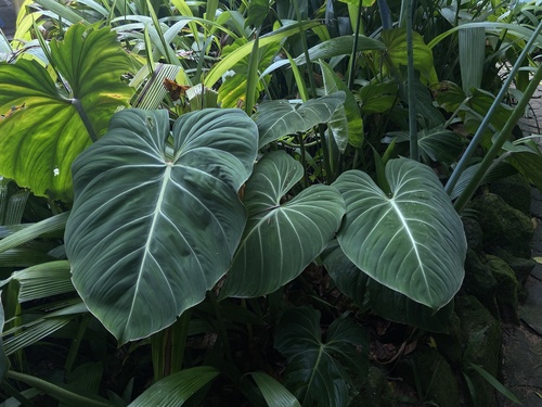 Philodendron gloriosum (Glorious Philodendron)