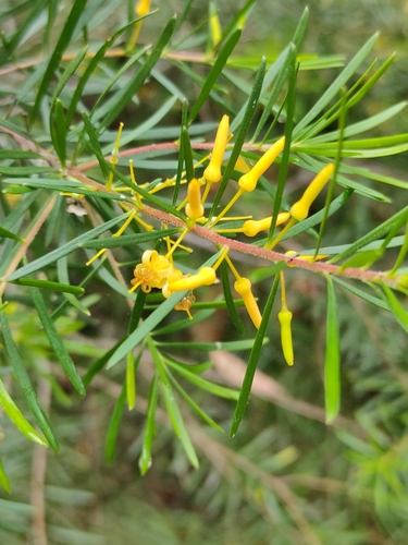 Persoonia virgata (small-leaved geebung)