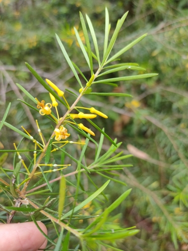 Persoonia virgata (small-leaved geebung) (alternate view 2)
