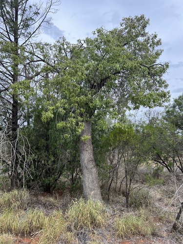 Brachychiton populneus (kurrajong) (alternate view 2)