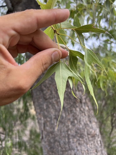 Brachychiton populneus (kurrajong) (alternate view 4)
