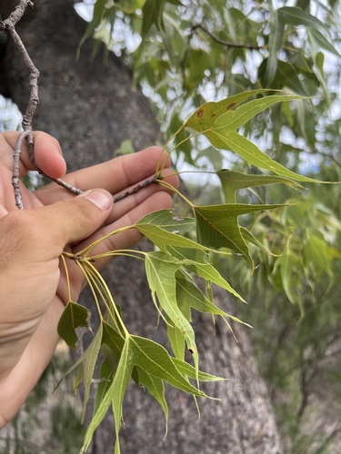 Brachychiton populneus (kurrajong) (alternate view 5)