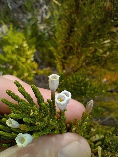 Fabiana imbricata (Pichi) (alternate view 5)