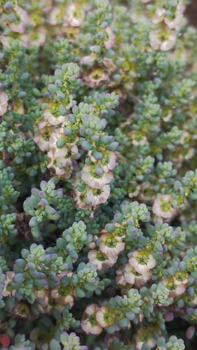Maireana brevifolia (Short-leaf Bluebush) (alternate view 5)