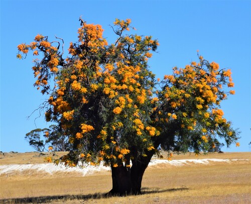 Nuytsia floribunda (Western Australian Christmas Tree)
