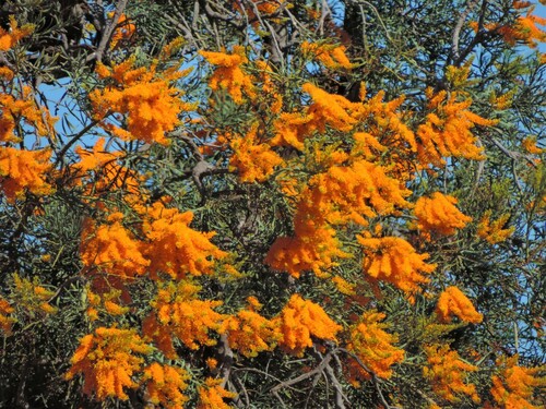 Nuytsia floribunda (Western Australian Christmas Tree) (alternate view 2)