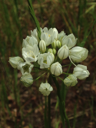 Triteleia hyacinthina (White Brodiaea)