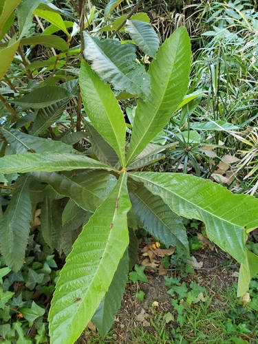 Eriobotrya japonica (Loquat)