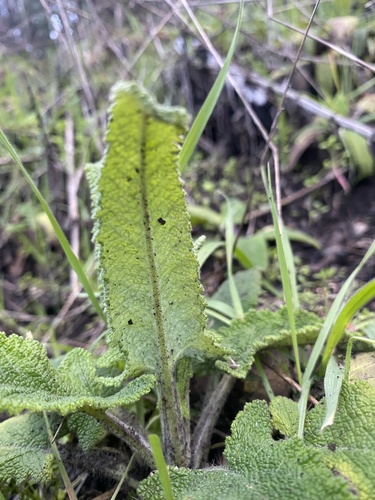 Salvia spathacea (Hummingbird Sage) (alternate view 10)