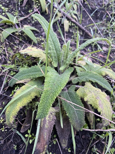 Salvia spathacea (Hummingbird Sage) (alternate view 9)