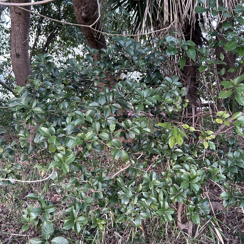 Osmanthus × fortunei (Fortune's Osmanthus)