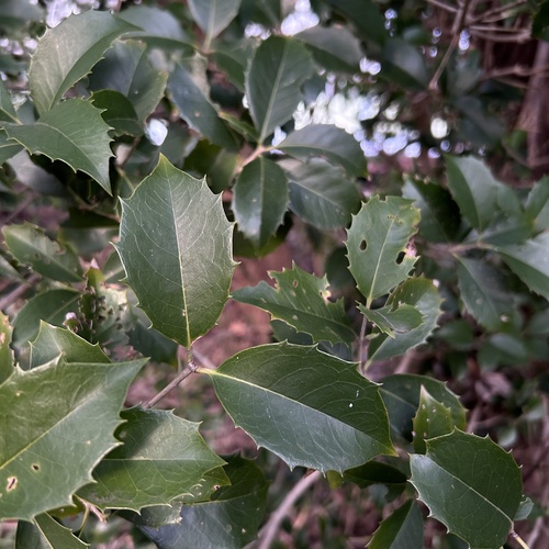 Osmanthus × fortunei (Fortune's Osmanthus) (alternate view 2)