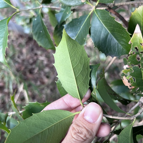 Osmanthus × fortunei (Fortune's Osmanthus) (alternate view 3)