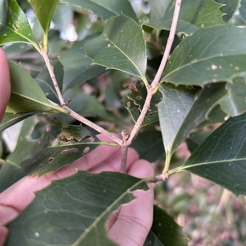 Osmanthus × fortunei (Fortune's Osmanthus) (alternate view 4)