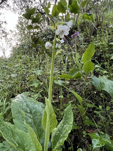 Adelinia grandis (Pacific hound's tongue) (alternate view 5)