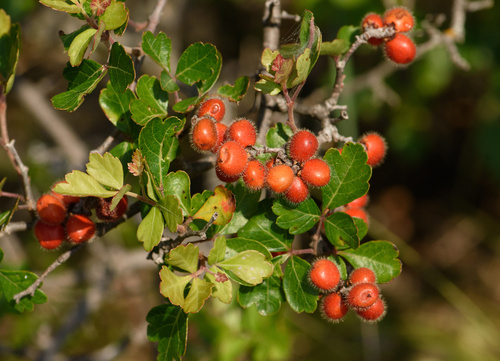 Rhus trilobata (Skunkbush Sumac) (alternate view 9)