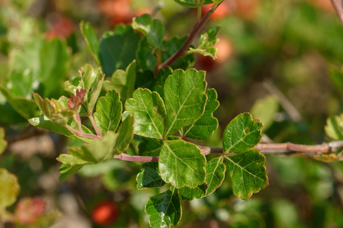 Rhus trilobata (Skunkbush Sumac) (alternate view 10)