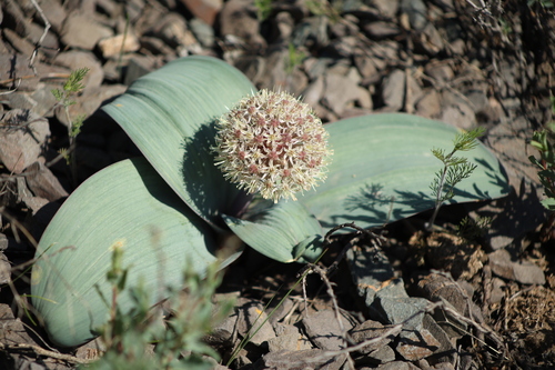 Allium (onions) (alternate view 2)