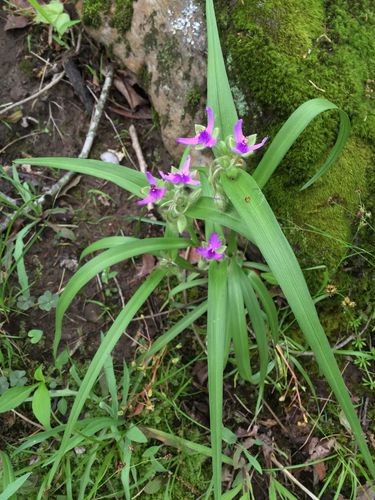 Tradescantia virginiana (Virginia spiderwort) (alternate view 2)