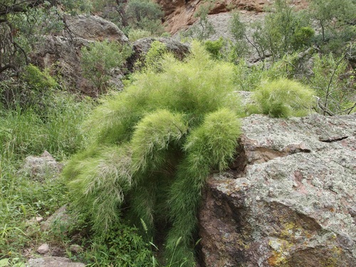 Muhlenbergia dumosa (Bamboo Muhly)