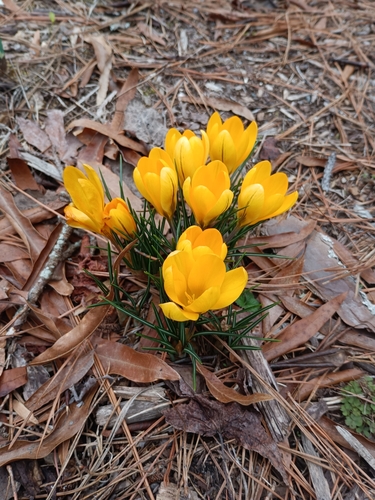 Crocus × stellaris (Dutch Yellow Crocus) (alternate view 8)