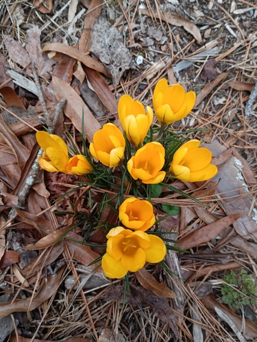 Crocus × stellaris (Dutch Yellow Crocus) (alternate view 9)