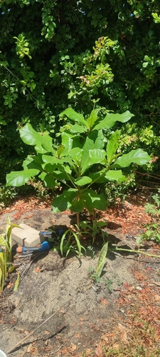 Terminalia catappa (Sea Almond)