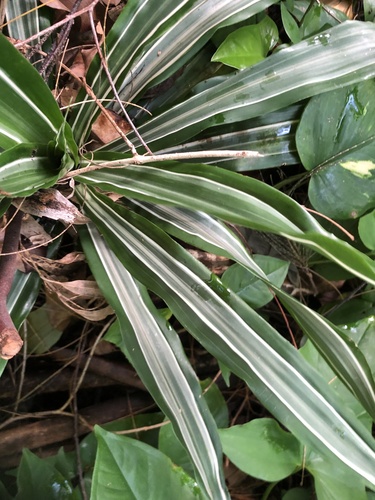 Dracaena fragrans (Corn Plant) (alternate view 6)