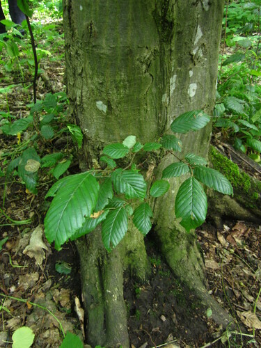 Carpinus betulus (European Hornbeam) (alternate view 5)