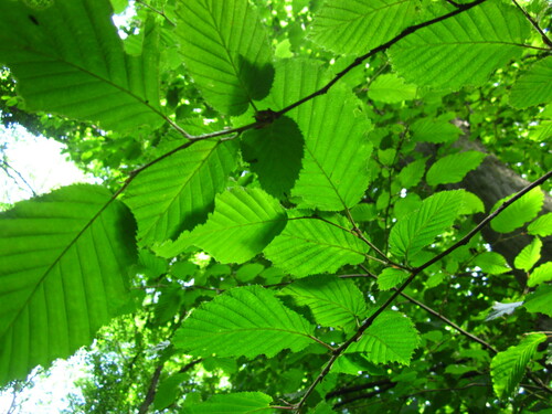 Carpinus betulus (European Hornbeam) (alternate view 4)