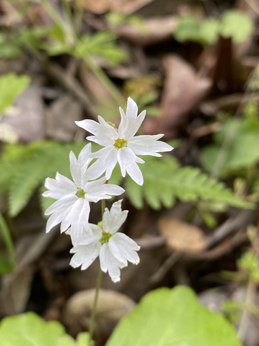 Lithophragma heterophyllum (hillside woodland star) (alternate view 3)