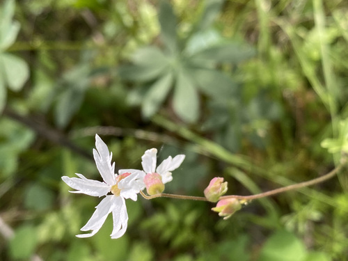 Lithophragma heterophyllum (hillside woodland star) (alternate view 4)