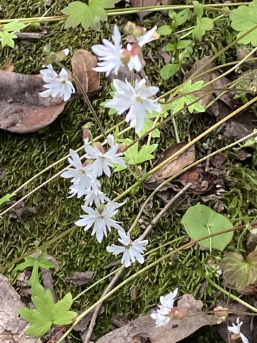 Lithophragma heterophyllum (hillside woodland star) (alternate view 5)