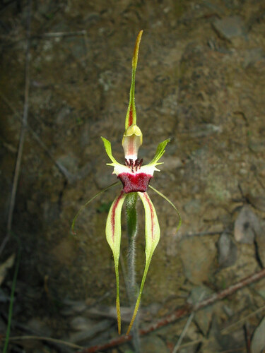 Caladenia parva (Small Spider-orchid)