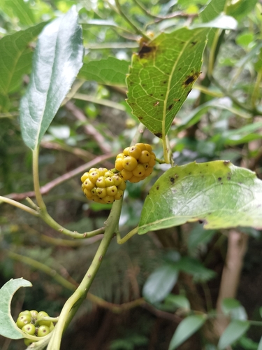 Hedycarya angustifolia (Australian mulberry) (alternate view 6)