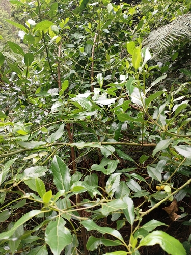 Hedycarya angustifolia (Australian mulberry) (alternate view 7)