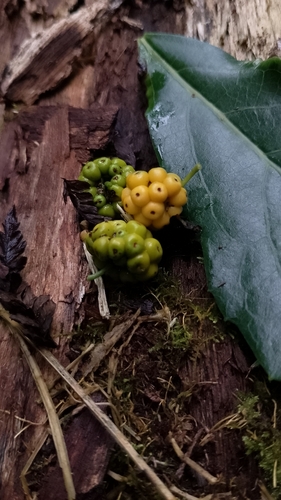 Hedycarya angustifolia (Australian mulberry) (alternate view 8)