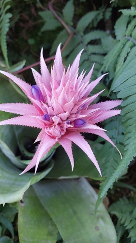 Aechmea fasciata (Silver Vase Bromeliad)