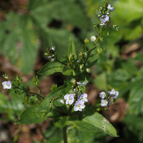 Veronica anagallis-aquatica (blue water-speedwell)
