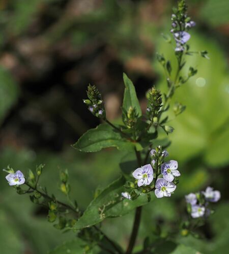 Veronica anagallis-aquatica (blue water-speedwell)