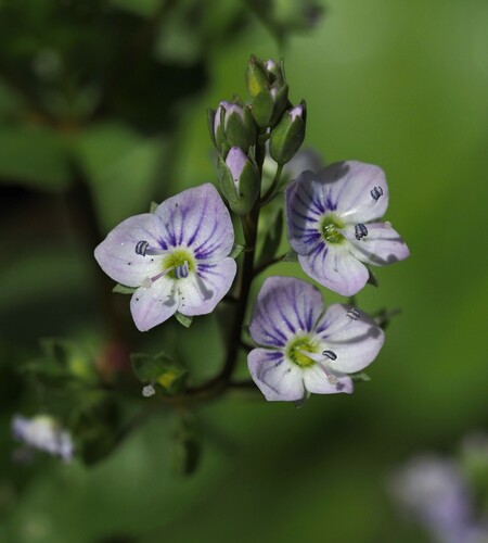 Veronica anagallis-aquatica (blue water-speedwell)